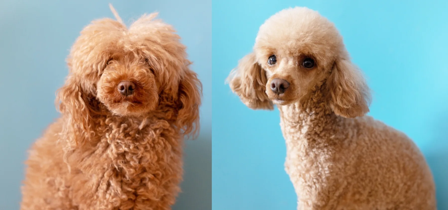 Two freshly groomed poodles against blue backgrounds