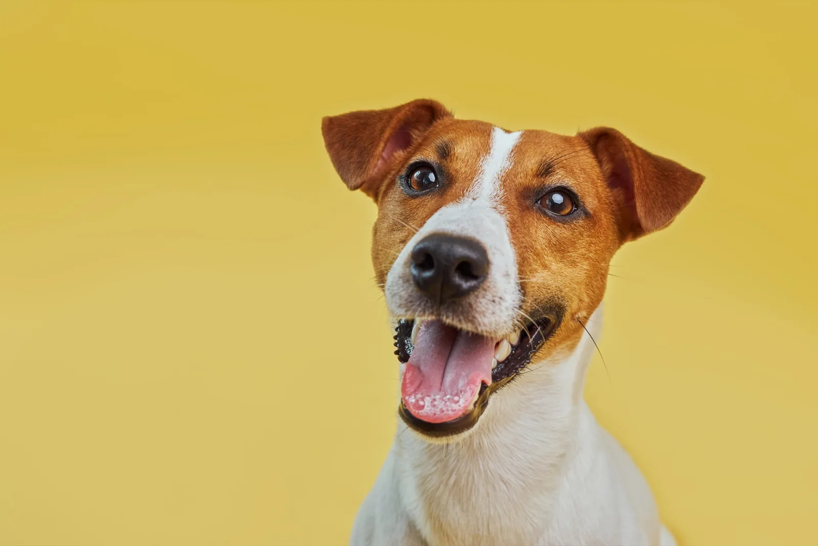 Cheerful small dog leaning towards the camera against a yellow background
